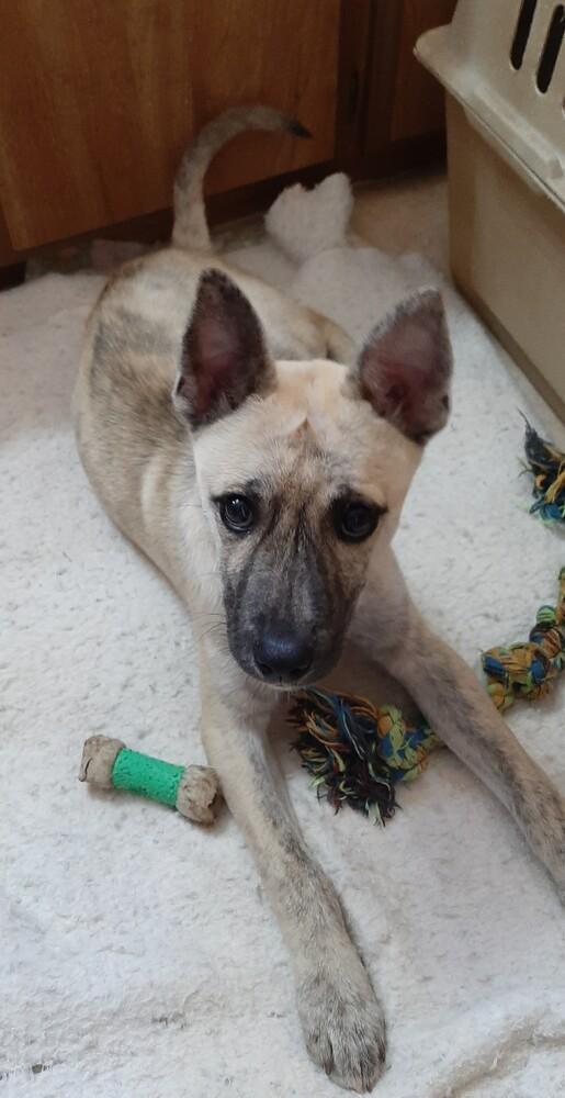 Holly, a Adoptable mixed breed in Charlotte, NC image 3/5