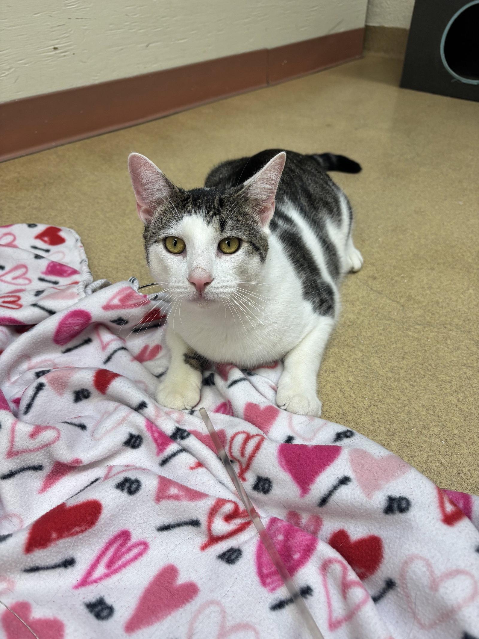 Caloy - bonded pair -pending, Adopted, Adult Male Domestic Short Hair.