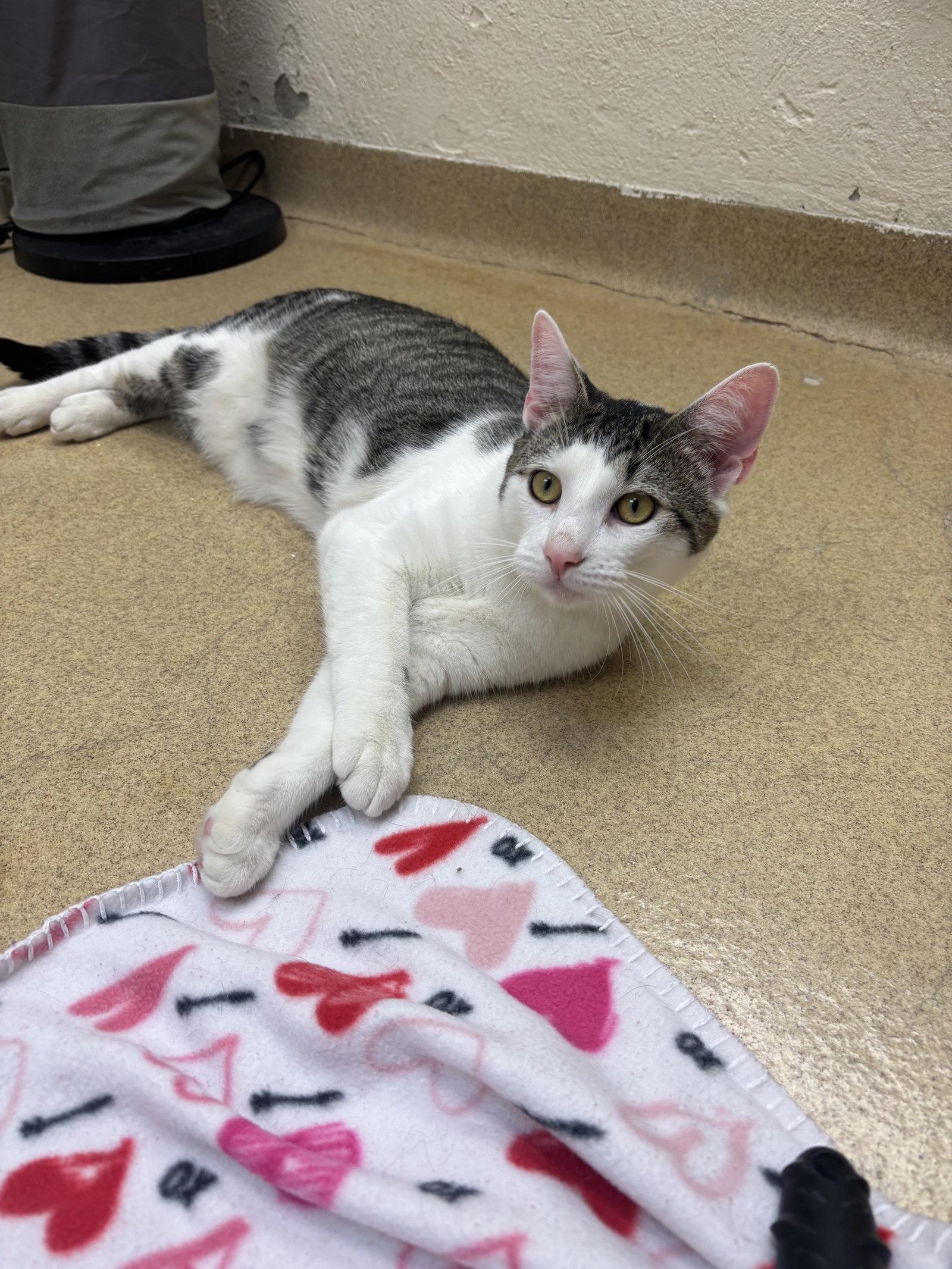 Caloy - bonded pair -pending, a Adopted Domestic Short Hair in Brick, NJ image 2/3