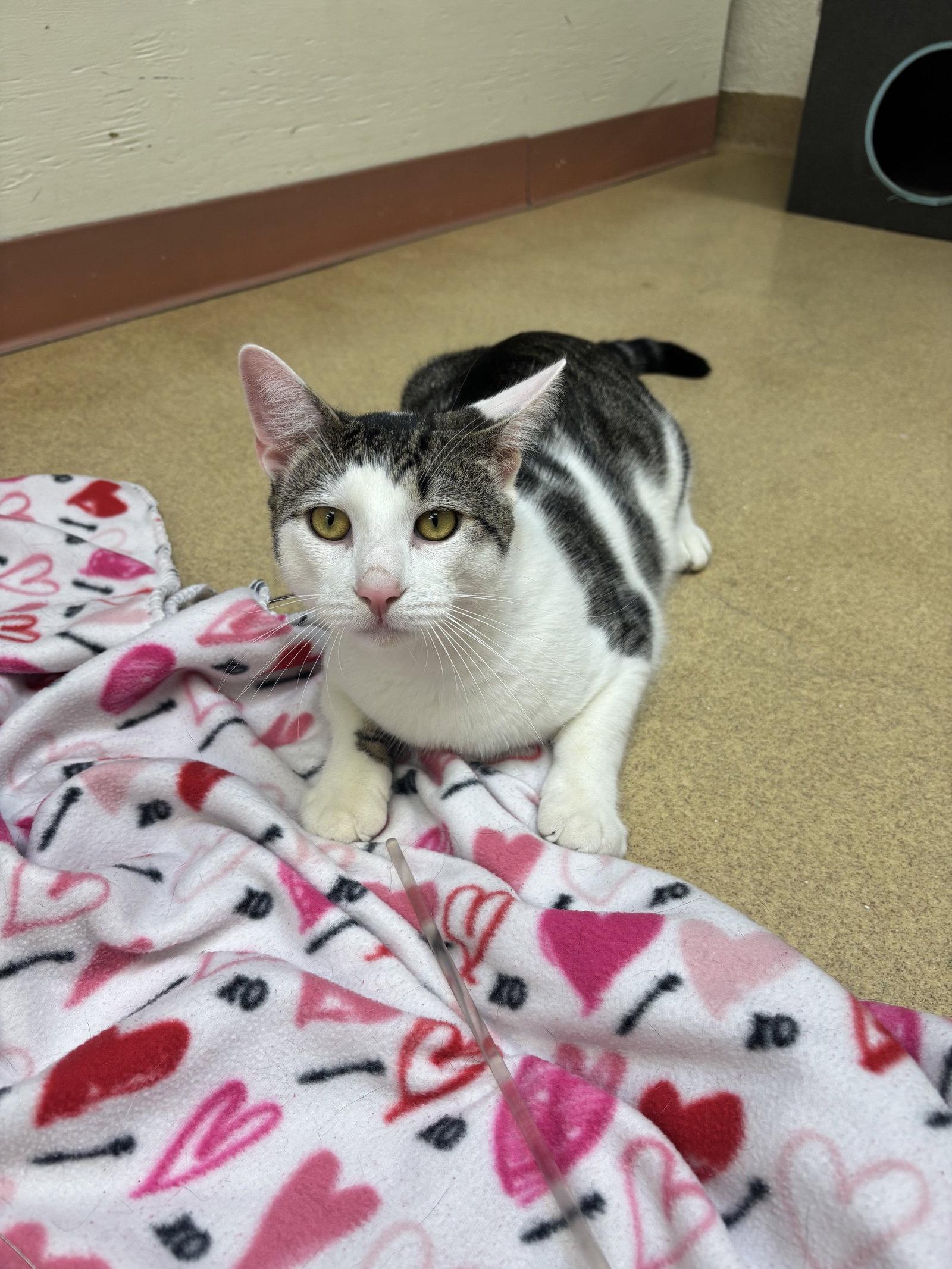 Caloy - bonded pair -pending, a Adopted Domestic Short Hair in Brick, NJ image 3/3