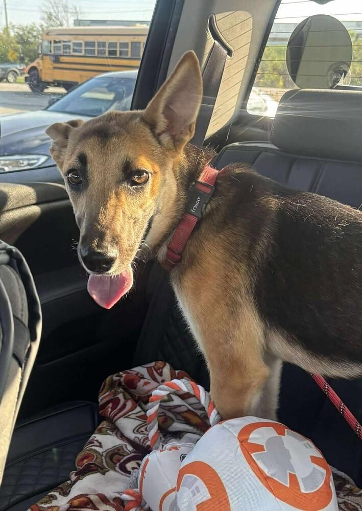 Susu, Adoptable, Young Female German Shepherd Dog.