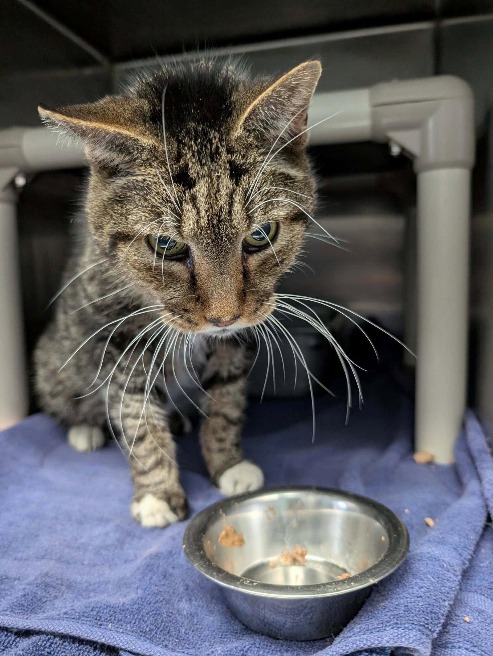 Rupert: Not at shelter (Donna), Adoptable, Senior Male Domestic Short Hair.