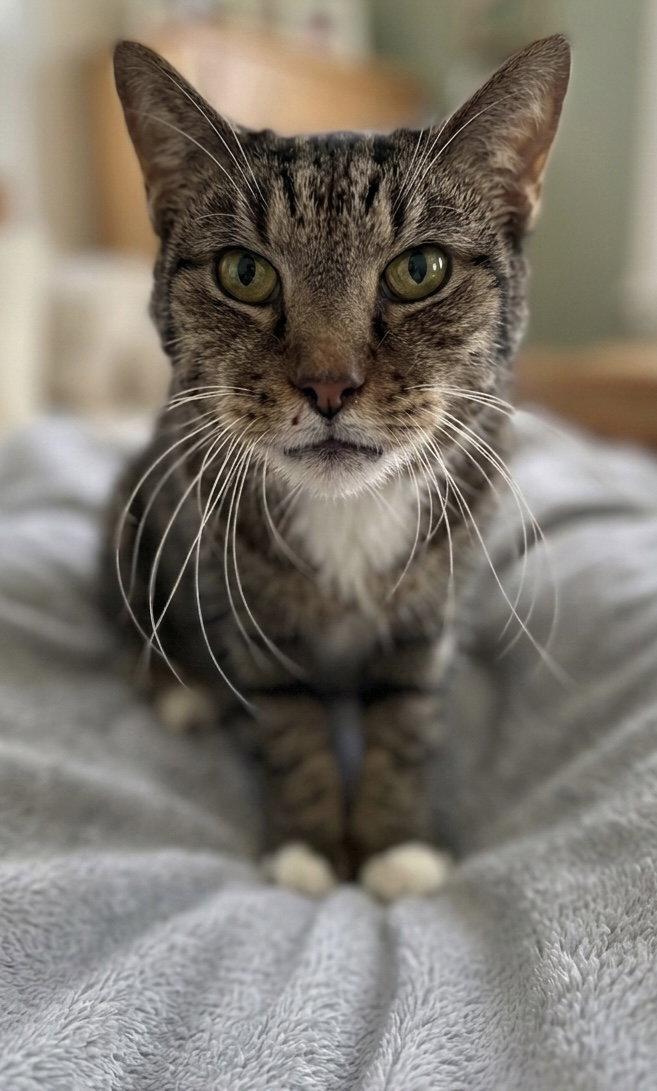 Enlarge Rupert: Not at shelter (Donna), a Adoptable Domestic Short Hair in Rustburg, VA image 2/3