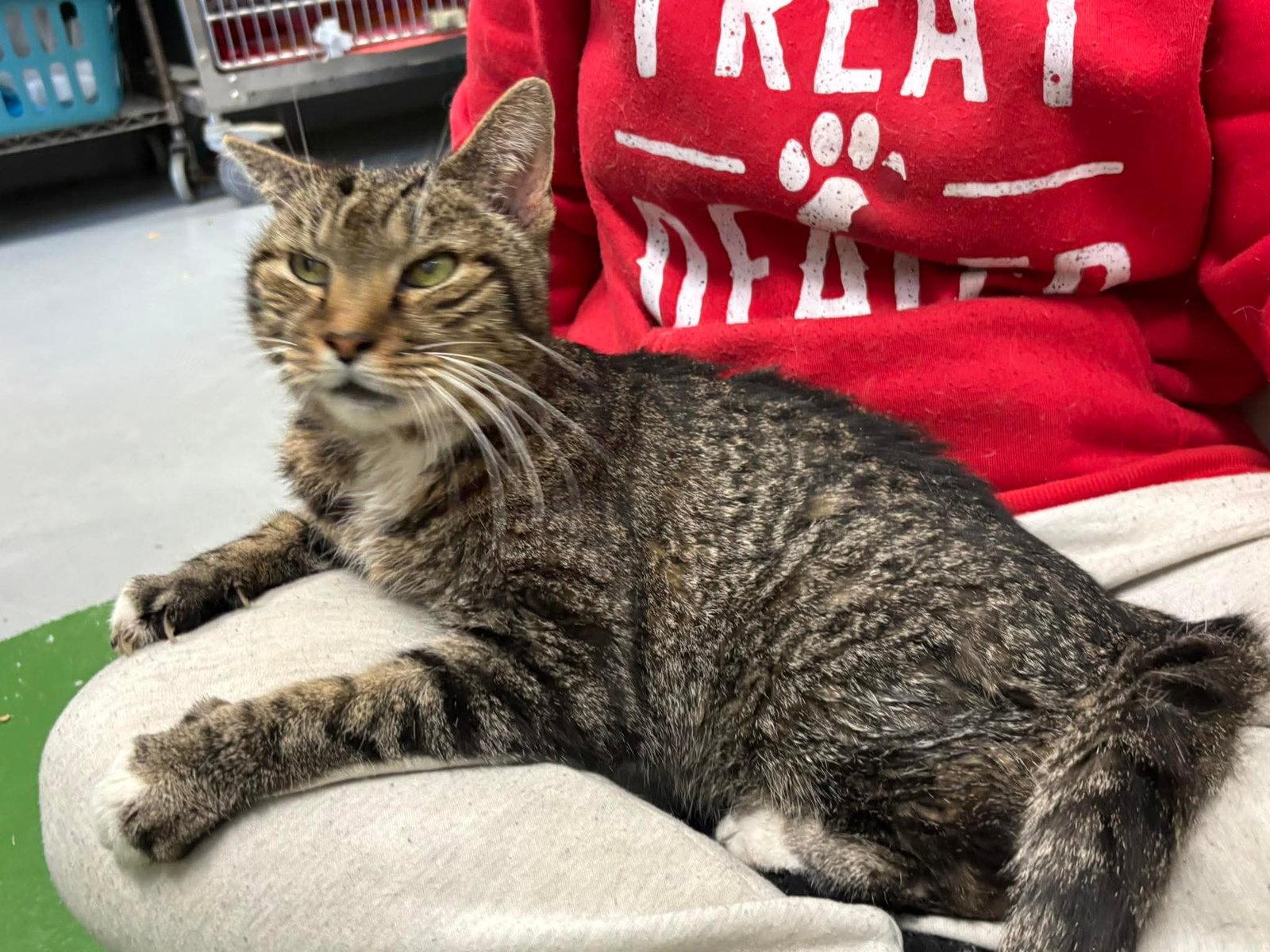Enlarge Rupert: Not at shelter (Donna), a Adoptable Domestic Short Hair in Rustburg, VA image 3/3