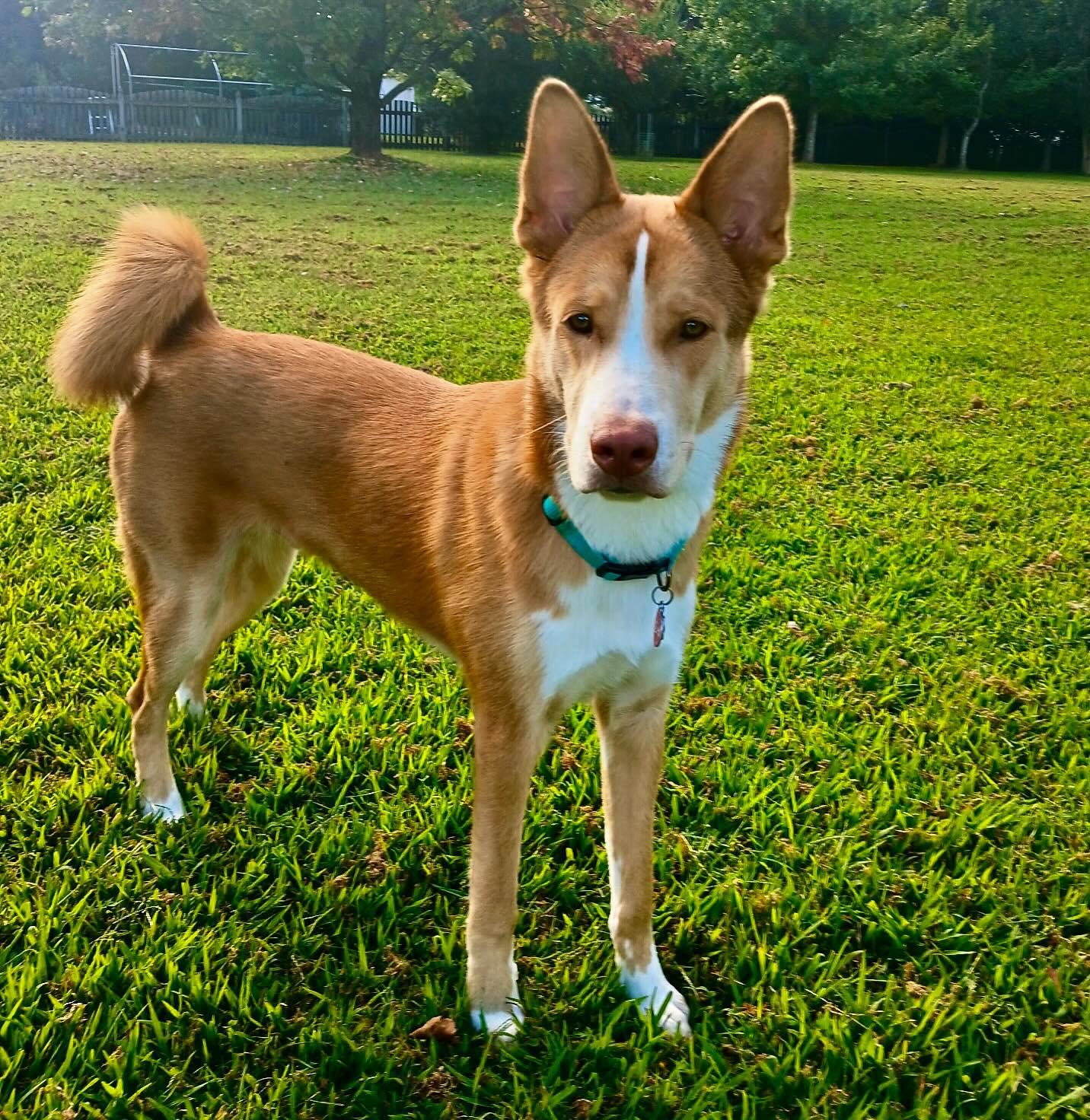 Fuzz (Baxter)  adopted by God  RIP, Adopted, Young Male Husky.