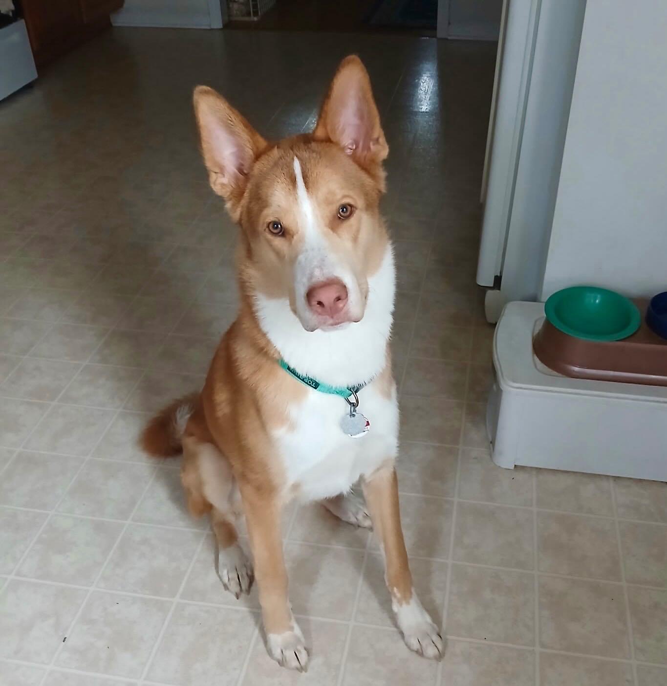 Fuzz (Baxter) adopted by God RIP, a Adopted mixed breed in Raleigh, NC image 2/5