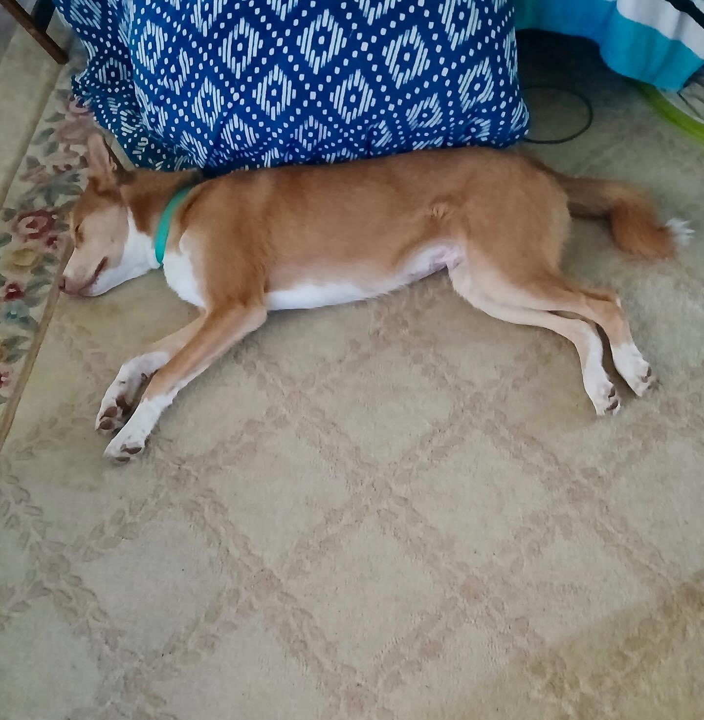 Fuzz (Baxter) adopted by God RIP, a Adopted mixed breed in Raleigh, NC image 3/5