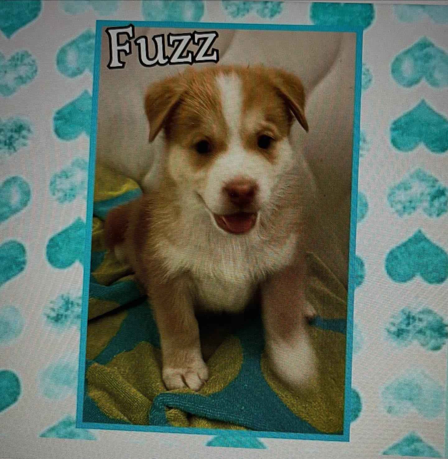 Fuzz (Baxter) adopted by God RIP, a Adopted mixed breed in Raleigh, NC image 4/5