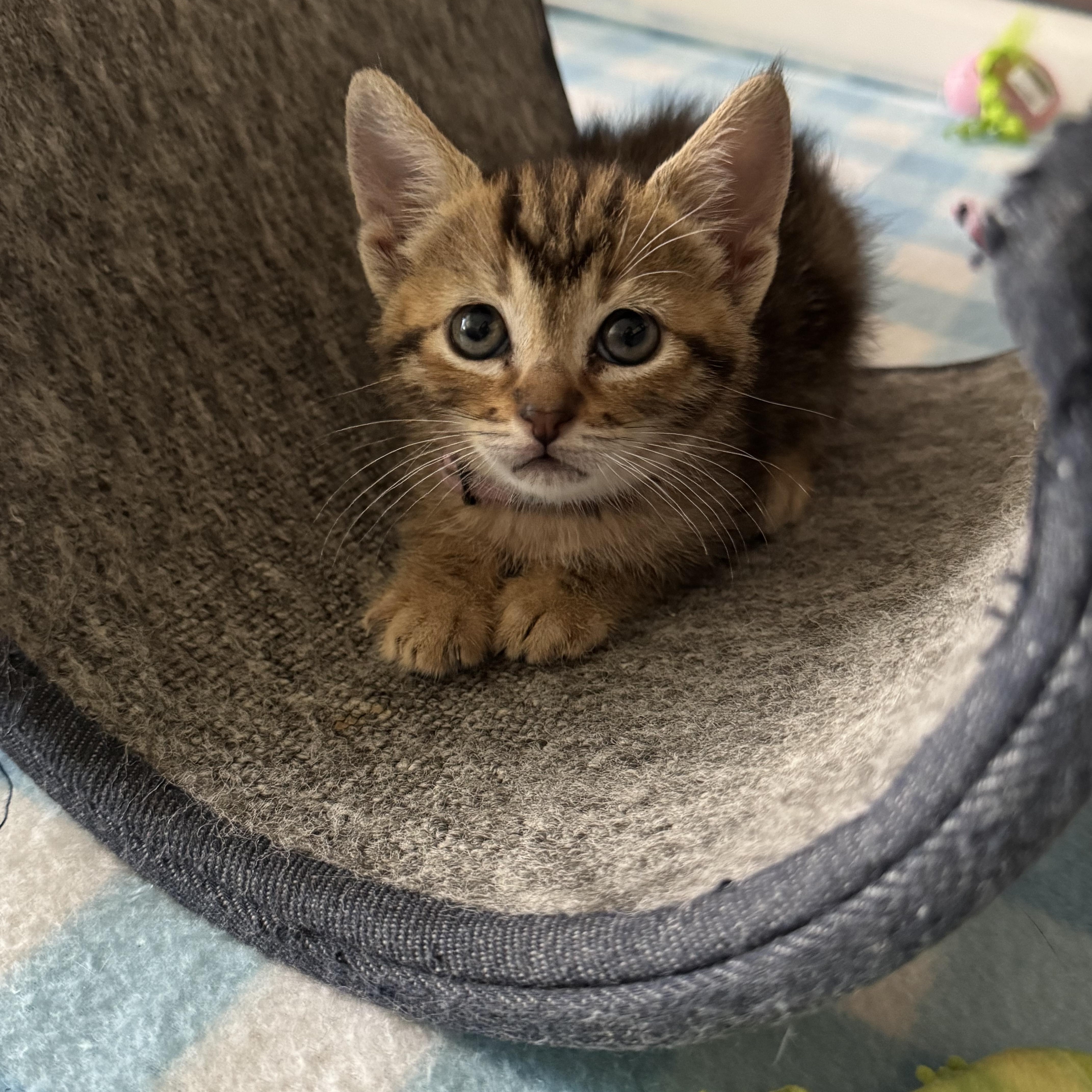 Roxy, adopted, Young Female Domestic Short Hair.