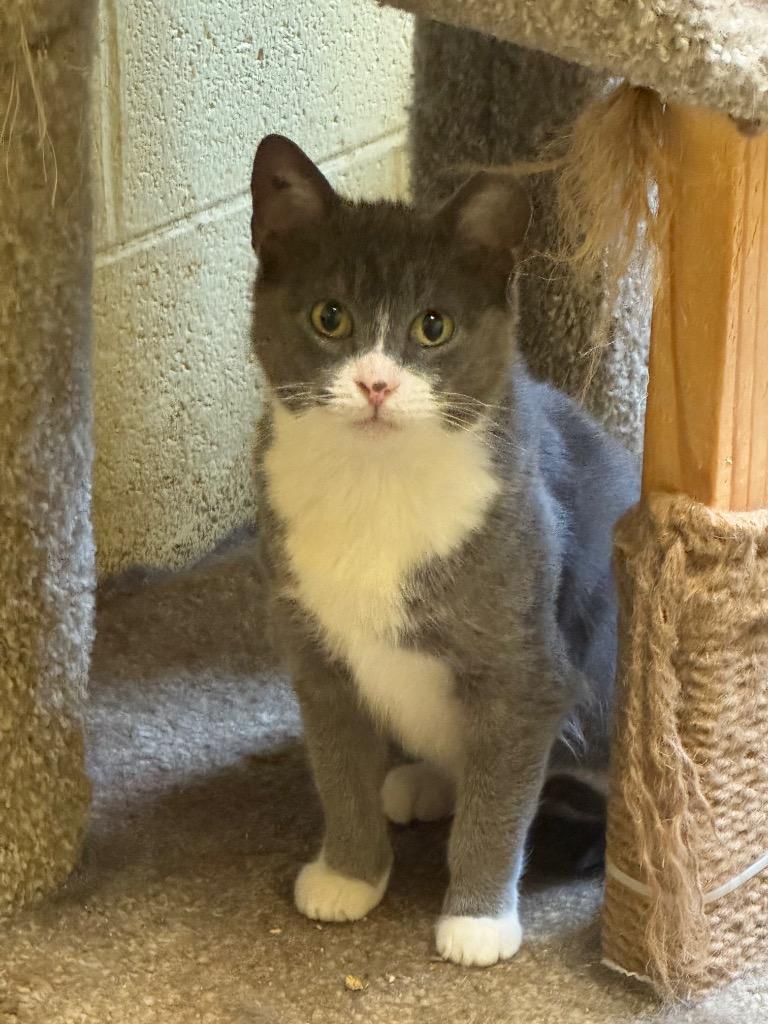 Little Girl (Barn cat spayed), Adoptable, Young Female Domestic Short Hair.