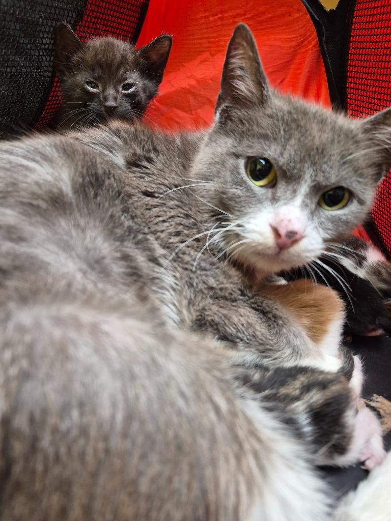 Little Girl (Barn cat spayed), a Adoptable mixed breed in Crossville, TN image 2/2
