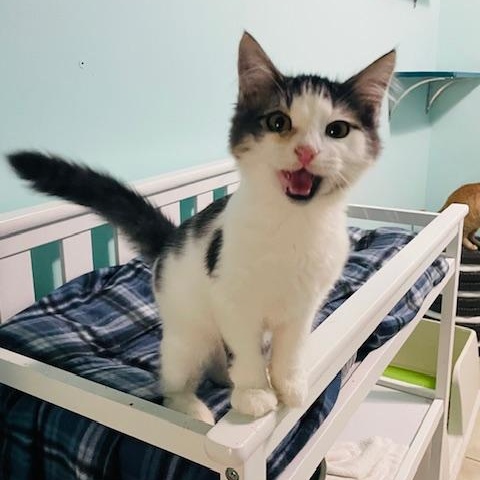 Furby, Adoptable, Kitten Male Domestic Medium Hair.