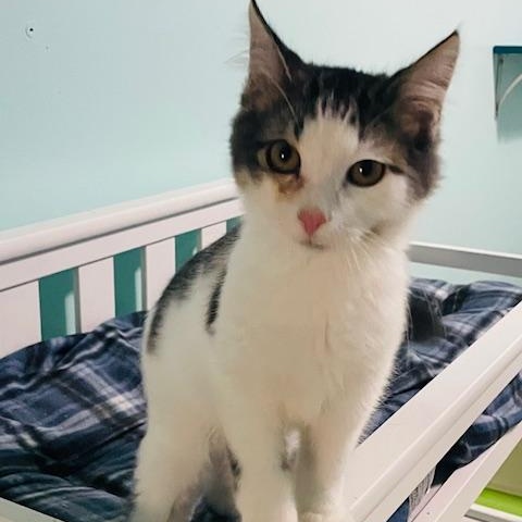 Enlarge Furby, a Adoptable Domestic Medium Hair in Tarrytown, NY image 5/6