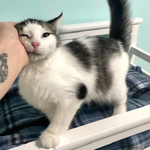 Enlarge Furby, a Adoptable Domestic Medium Hair in Tarrytown, NY image 6/6