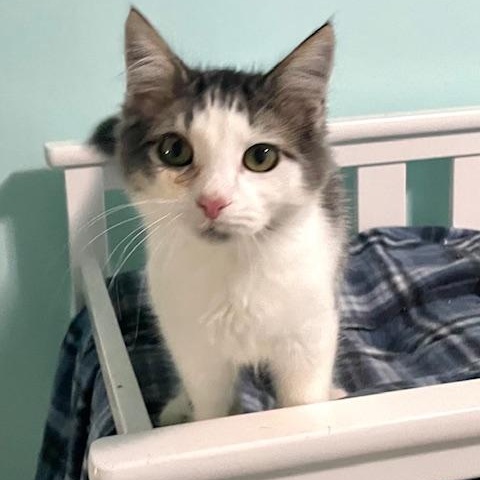 Enlarge Furby, a Adoptable Domestic Medium Hair in Tarrytown, NY image 4/6