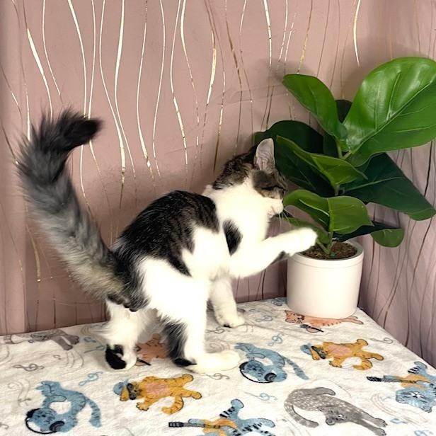 Enlarge Furby, a Adoptable Domestic Medium Hair in Tarrytown, NY image 2/6