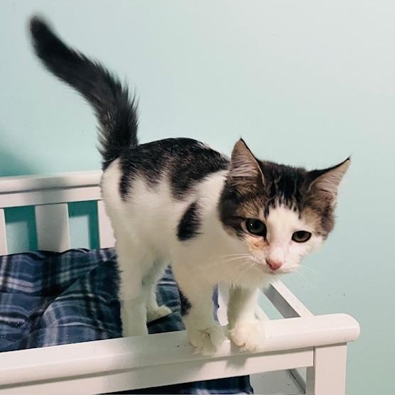 Enlarge Furby, a Adoptable Domestic Medium Hair in Tarrytown, NY image 3/6