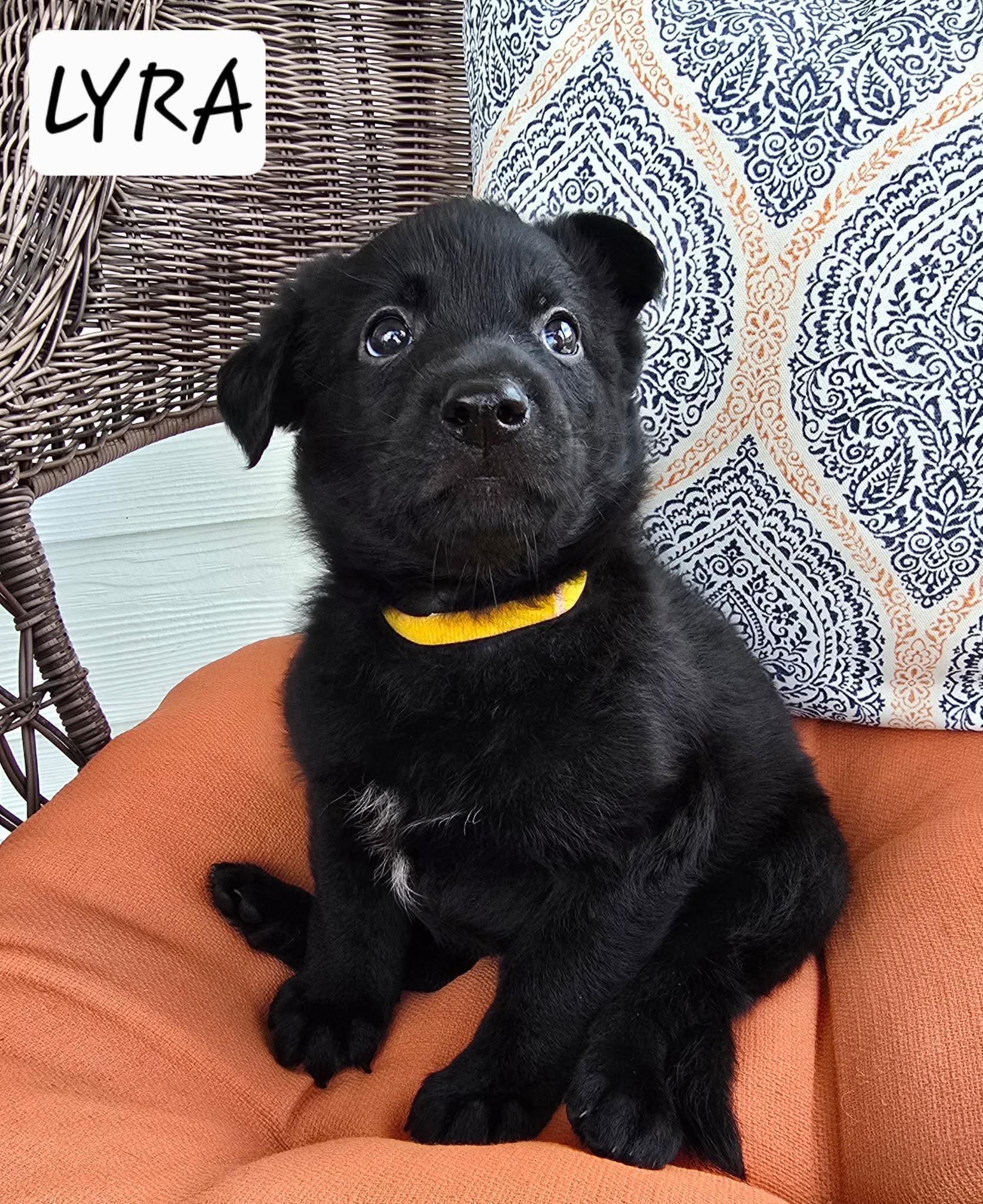 Lyra, a Adoptable mixed breed in Sanford, NC image 1/2