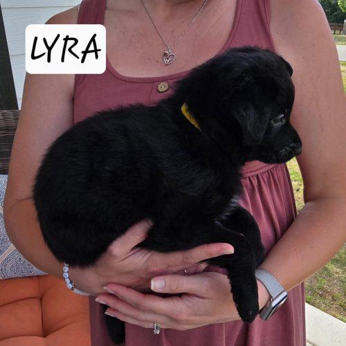 Lyra, a Adoptable mixed breed in Sanford, NC image 2/2
