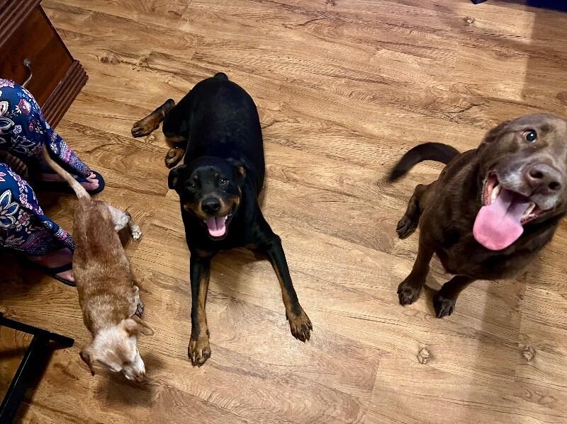 Ohlee Fetching Rottie — thumbnail 4