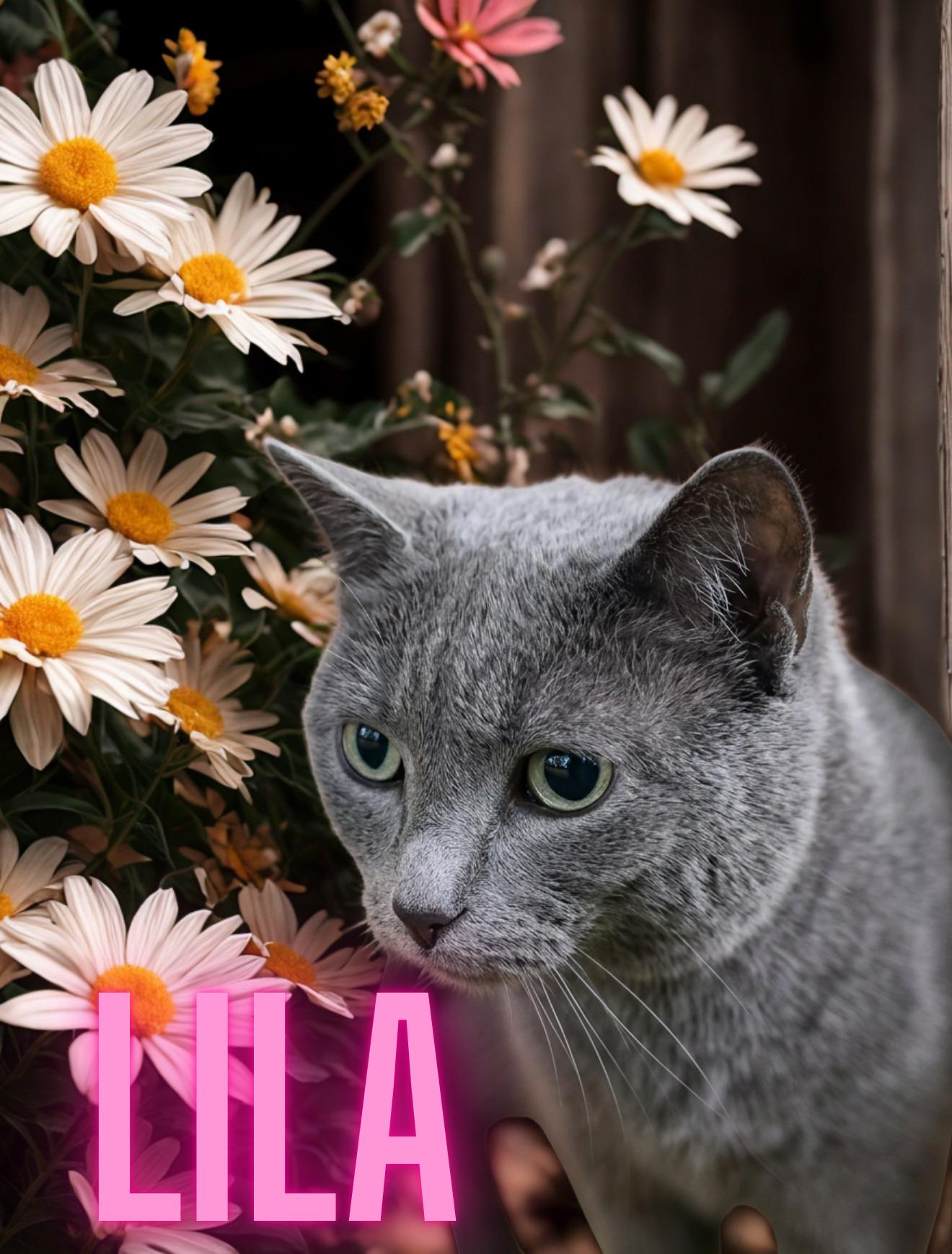 Lyla, adoptable, Adult Female Domestic Short Hair.