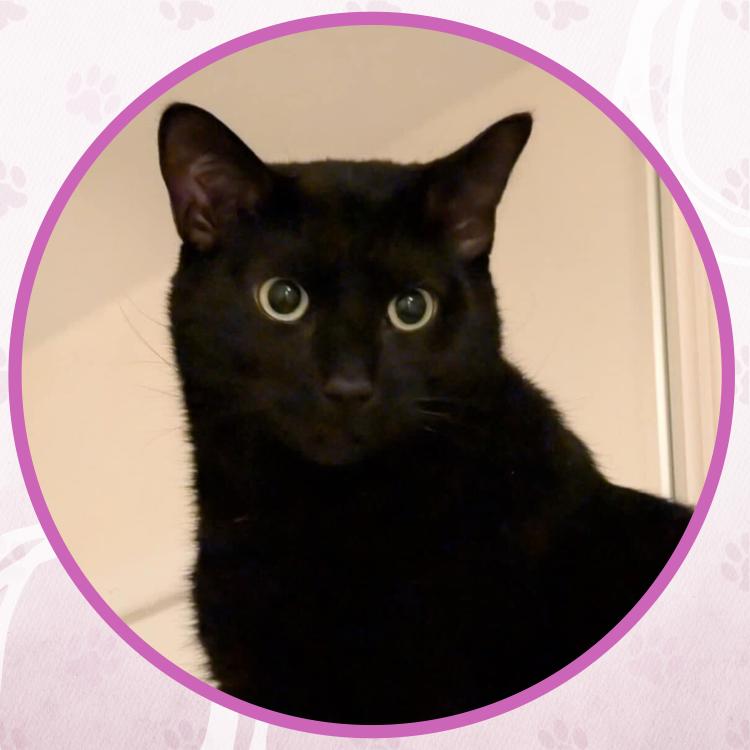 Thompson, a Adoptable Domestic Short Hair in Toms River, NJ image 1/6
