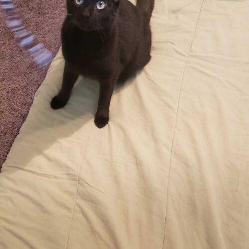 Thompson, a Adoptable Domestic Short Hair in Toms River, NJ image 2/6