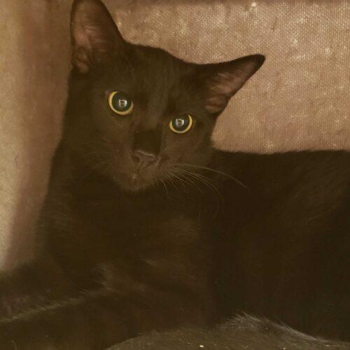 Thompson, a Adoptable Domestic Short Hair in Toms River, NJ image 3/6