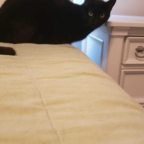 Thompson, a Adoptable Domestic Short Hair in Toms River, NJ image 4/6