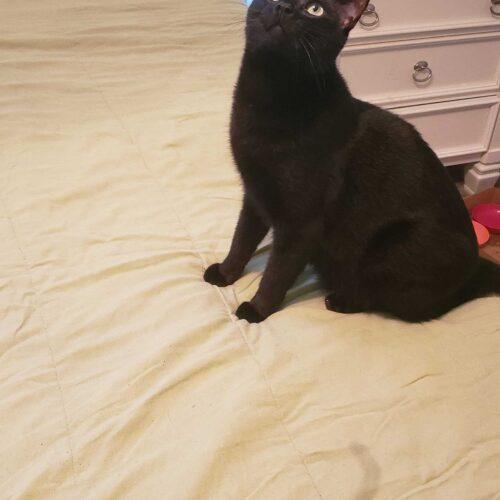 Thompson, a Adoptable Domestic Short Hair in Toms River, NJ image 5/6