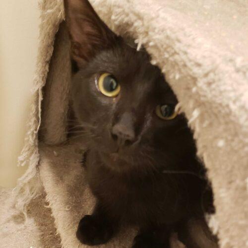 Thompson, a Adoptable Domestic Short Hair in Toms River, NJ image 6/6