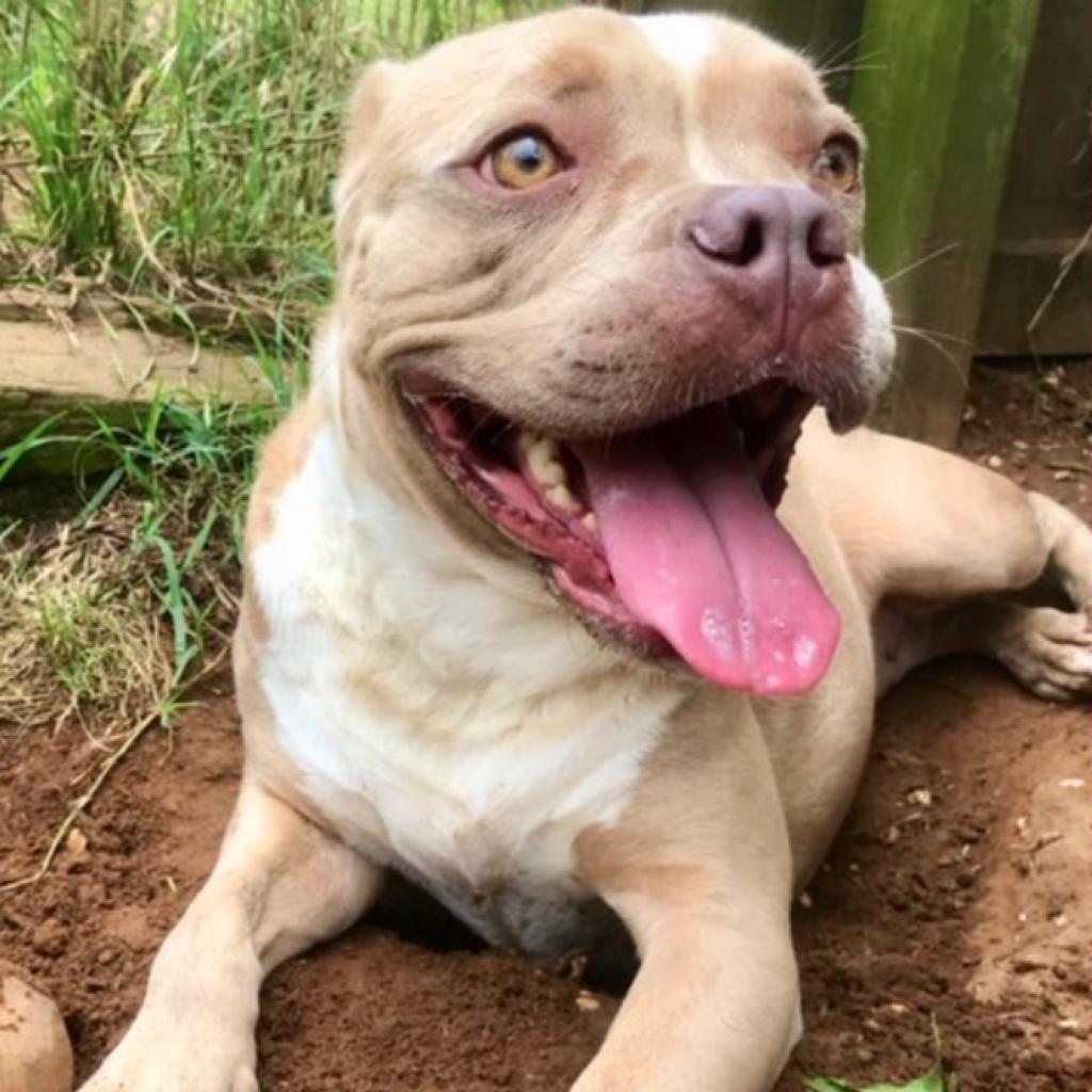 Enlarge Jenny Lou, a Adoptable mixed breed in Seguin, TX image 1/4