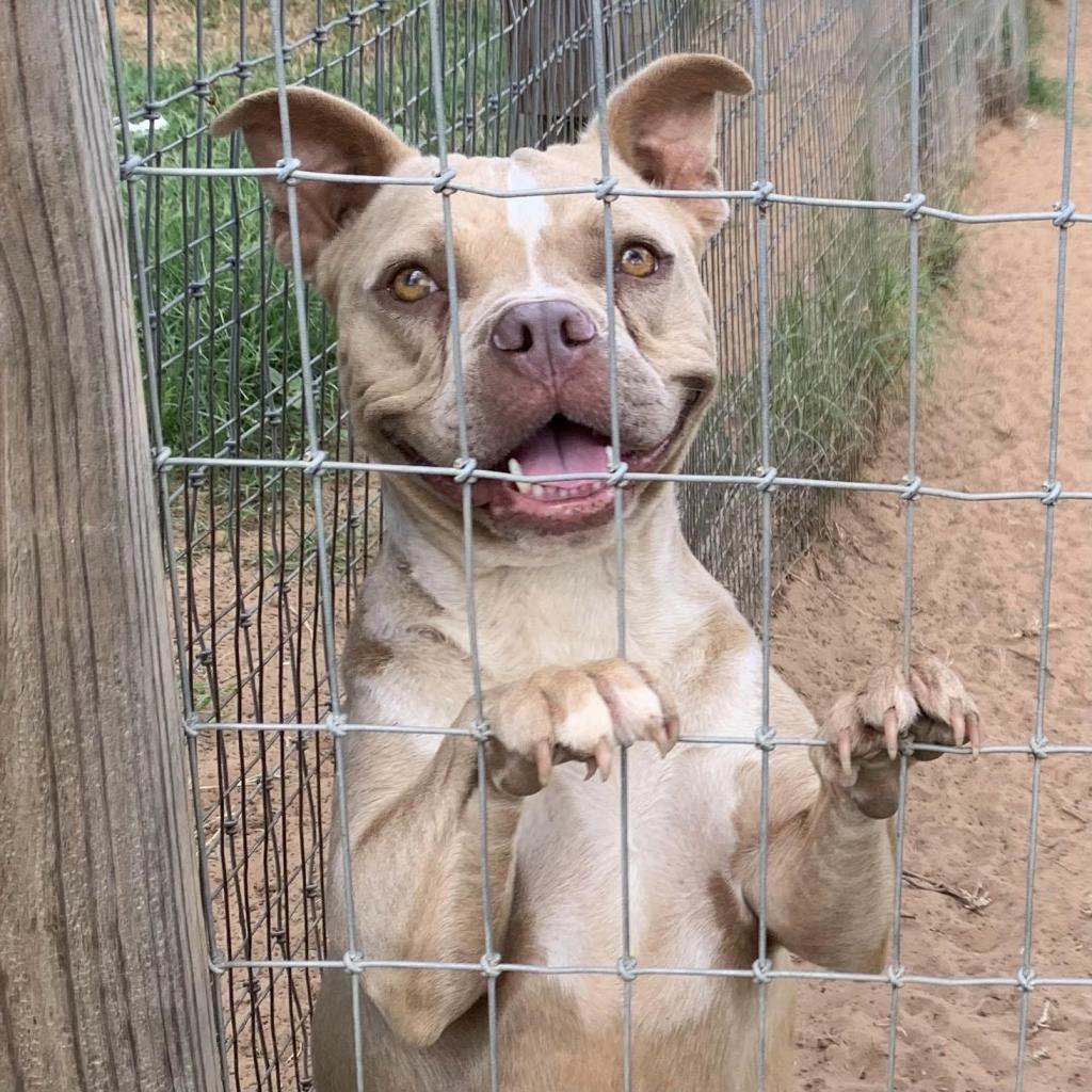 Enlarge Jenny Lou, a Adoptable mixed breed in Seguin, TX image 2/4