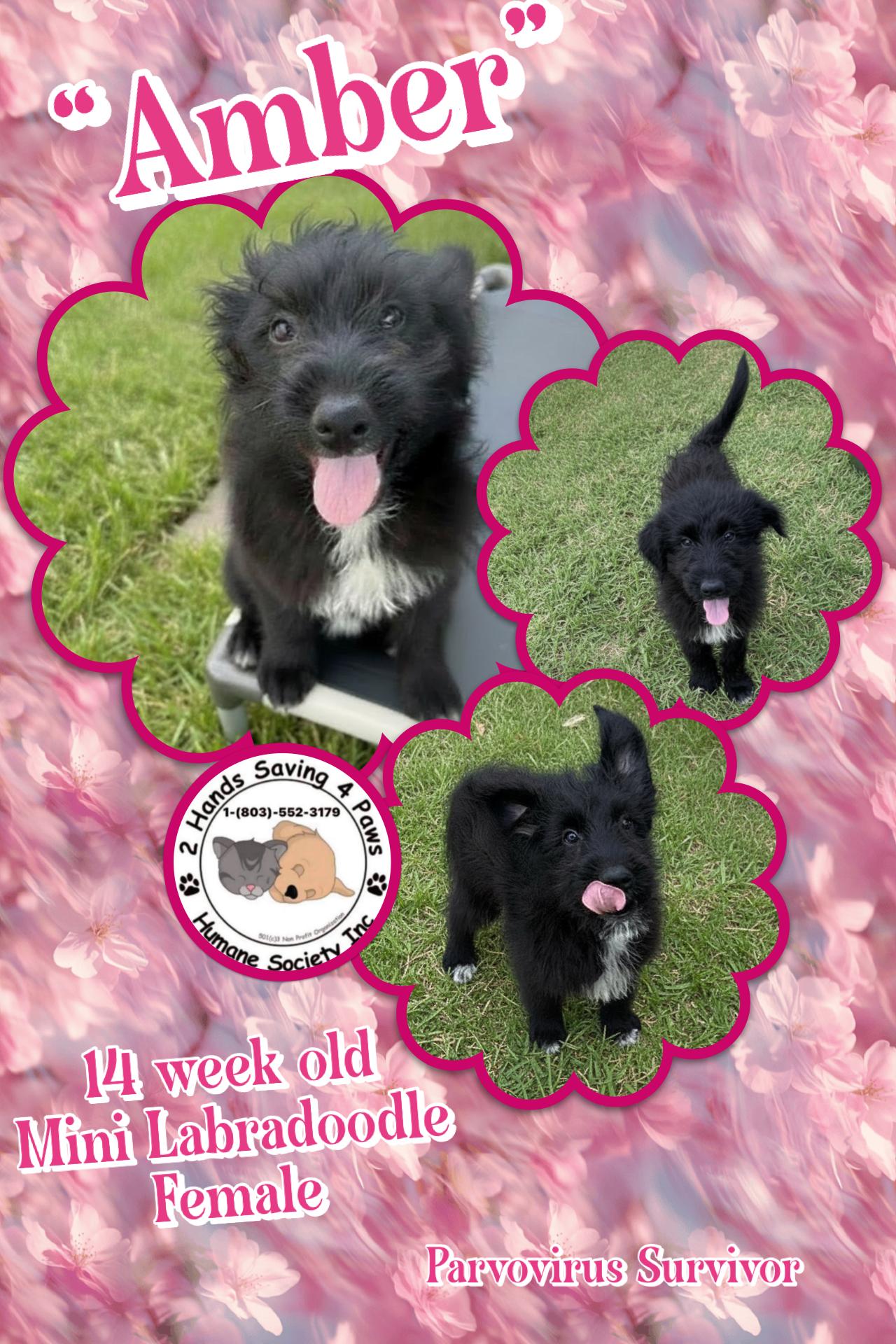 Amber, Adoptable, Puppy Female Aussiedoodle.