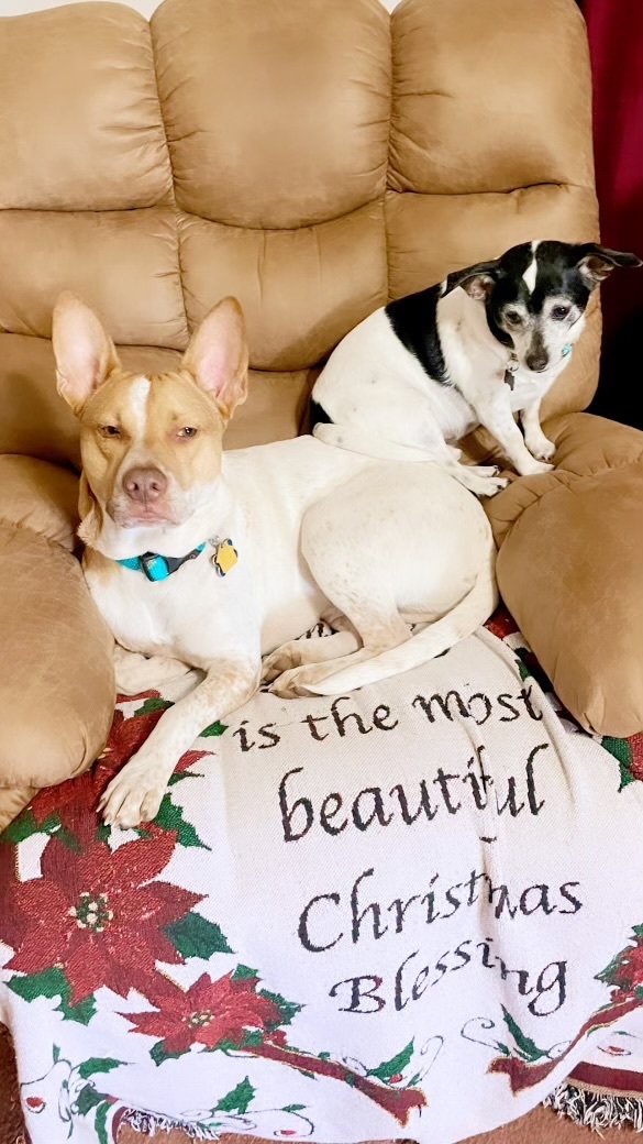 Enlarge Chance “Texas Red Heeler”, a Adoptable mixed breed in Inez, TX image 3/6