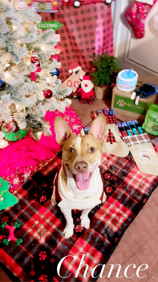 Enlarge Chance “Texas Red Heeler”, a Adoptable mixed breed in Inez, TX image 1/6