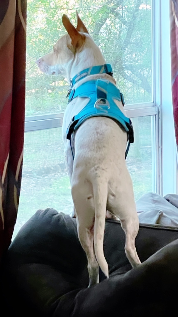 Enlarge Chance “Texas Red Heeler”, a Adoptable mixed breed in Inez, TX image 5/6