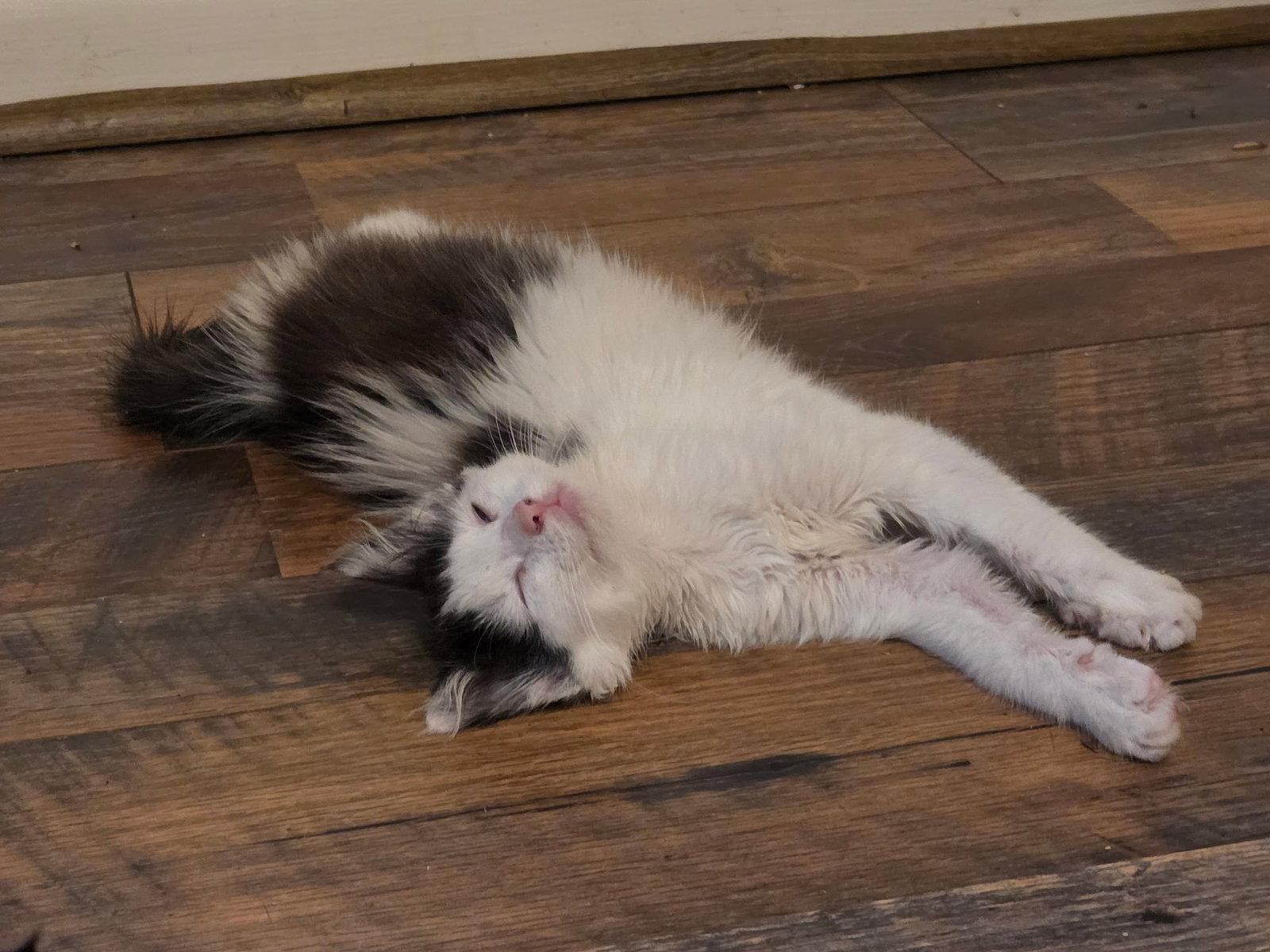 Glitter, Adoptable, Kitten Female Domestic Medium Hair.