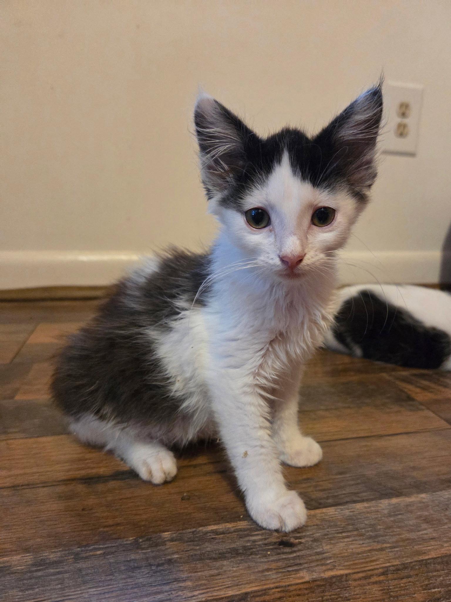 Glitter, a Adoptable Domestic Medium Hair in Maggie Valley, NC image 2/3