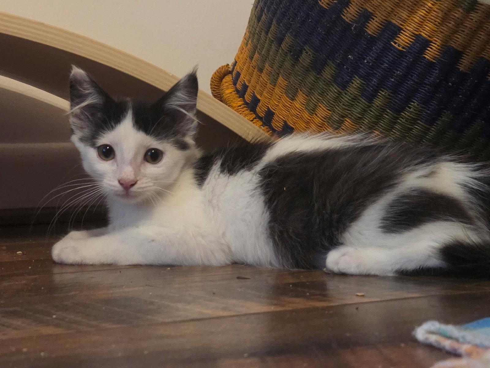 Glitter, a Adoptable Domestic Medium Hair in Maggie Valley, NC image 3/3
