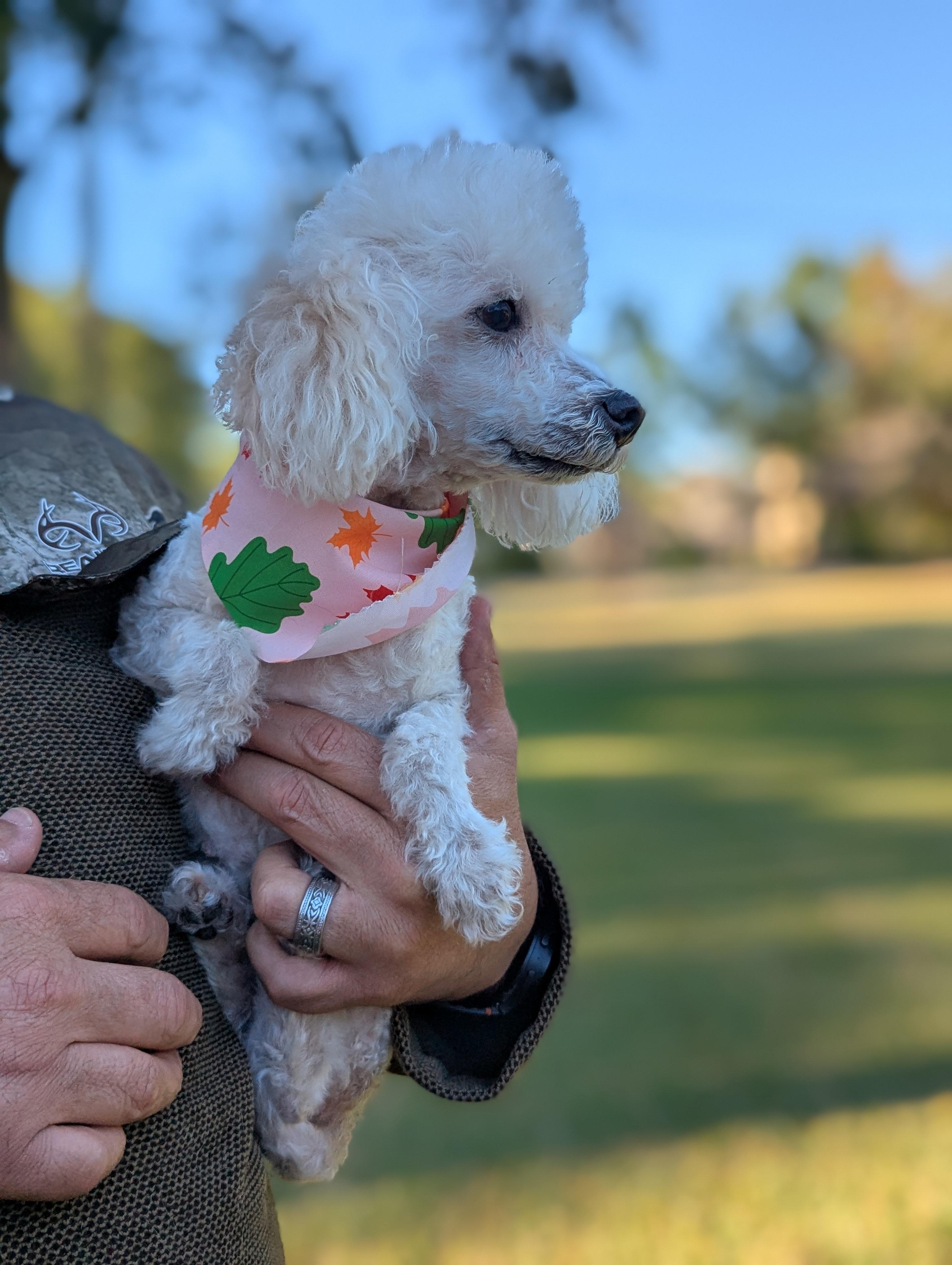Princess, Adoptable, Adult Female Poodle.
