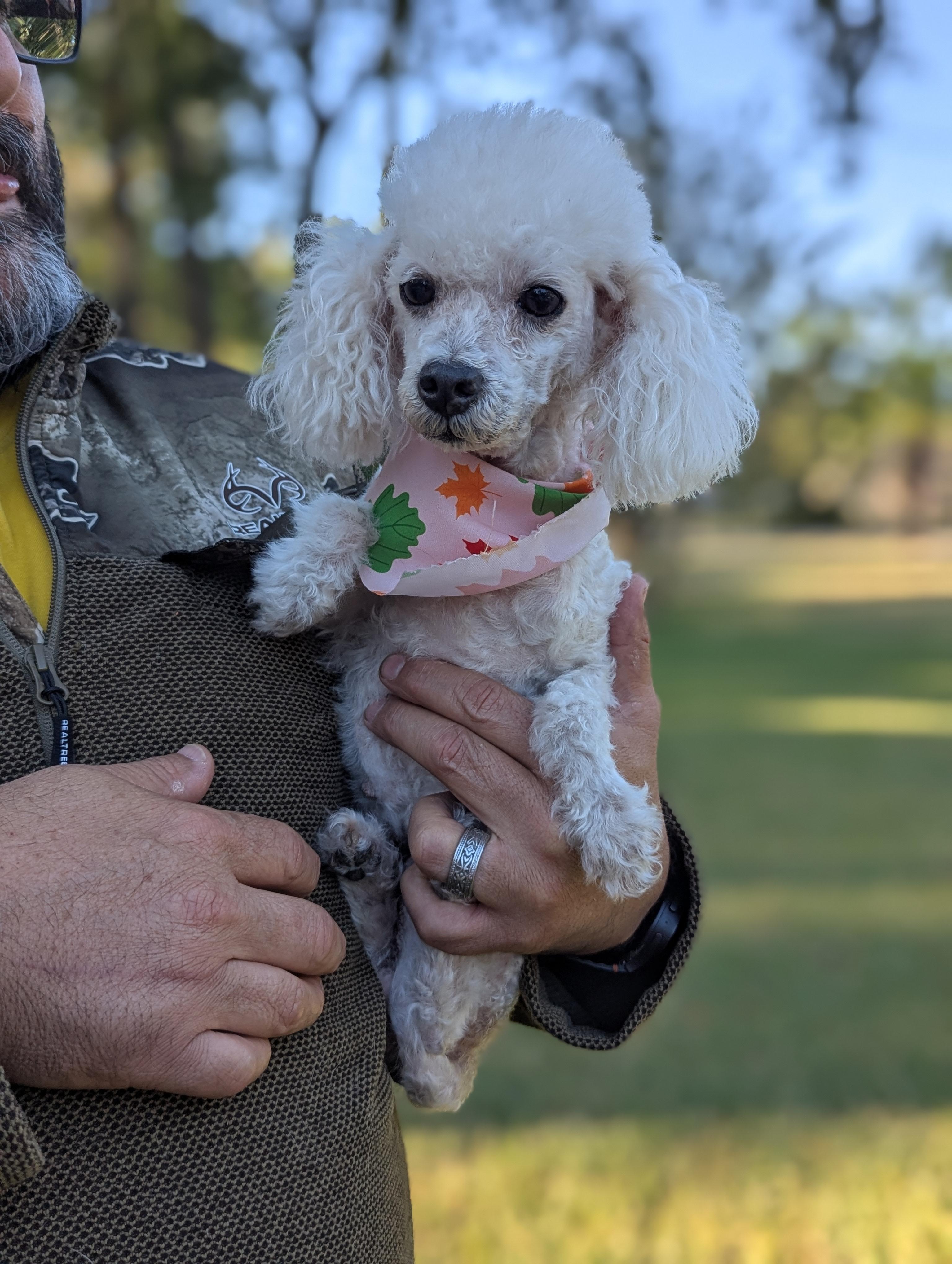 Princess, a Adoptable Poodle in Spring, TX image 2/3