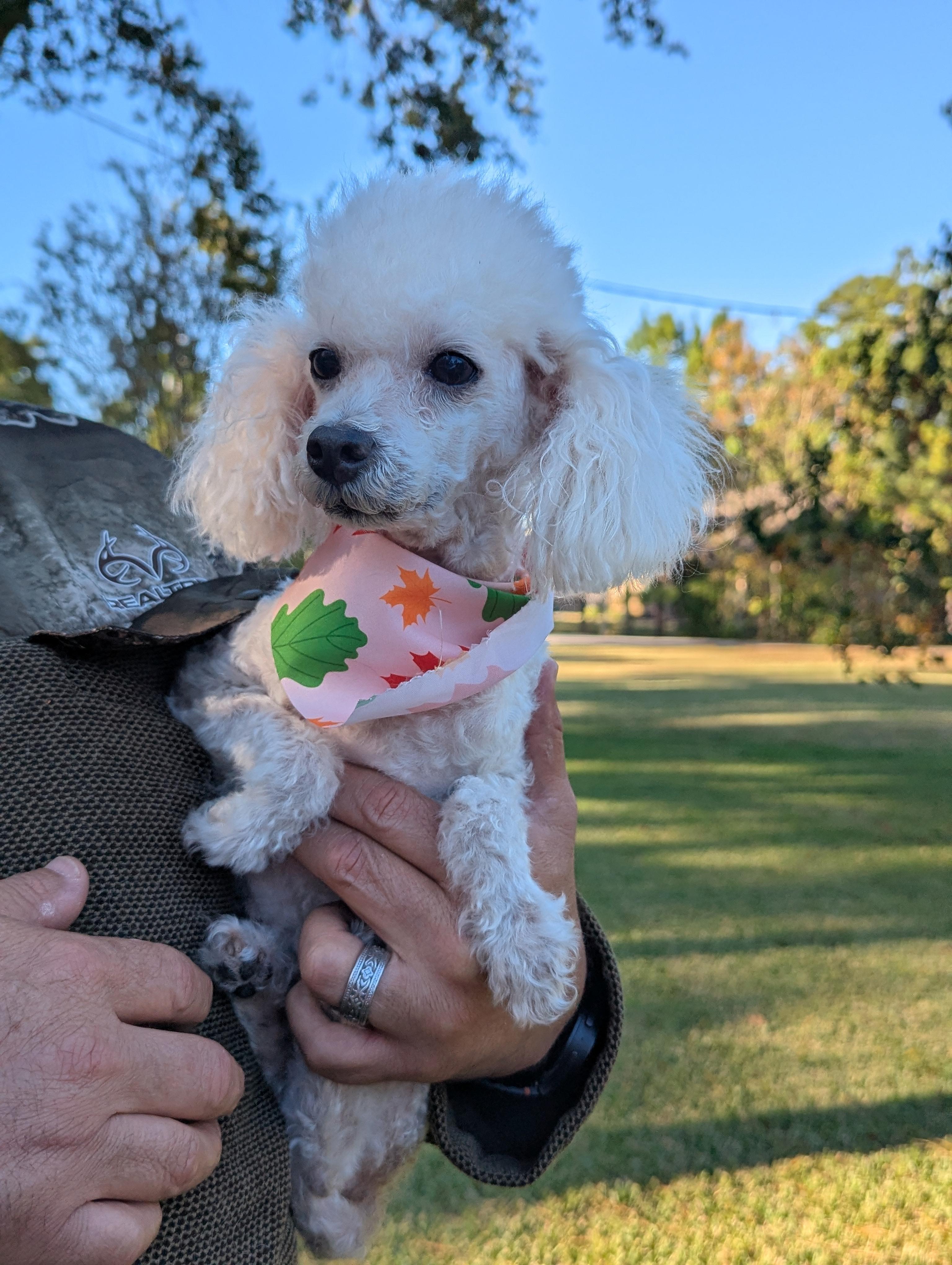 Princess, a Adoptable Poodle in Spring, TX image 3/3