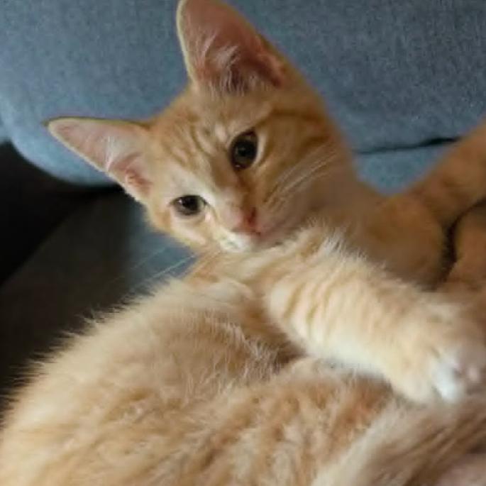 Enlarge Achilles, a Adoptable Domestic Short Hair in Coralville, IA image 1/1