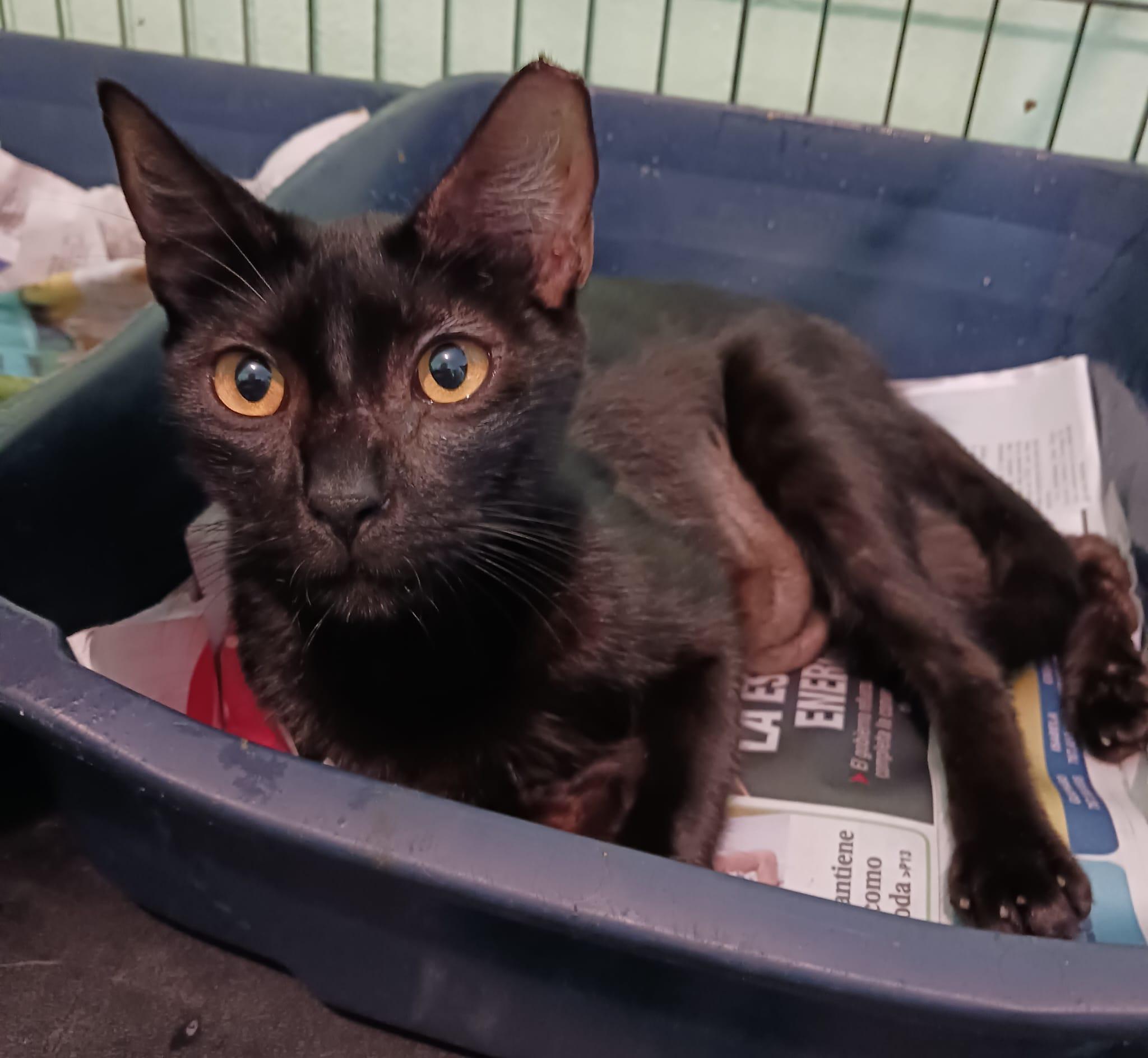 Esme, a ADOPTABLE Domestic Short Hair in San Juan, PR image 2/6