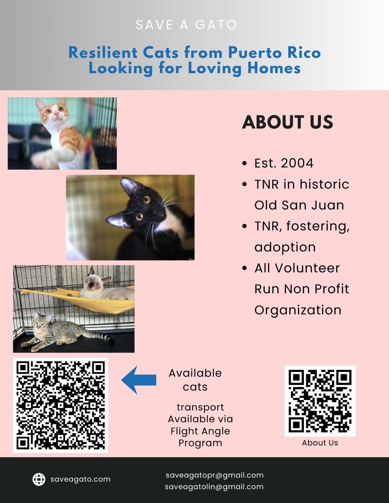 Esme, a ADOPTABLE Domestic Short Hair in San Juan, PR image 5/6