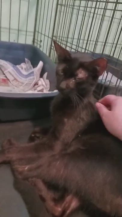 Enlarge Esme, a ADOPTABLE Domestic Short Hair in San Juan, PR video 4/6