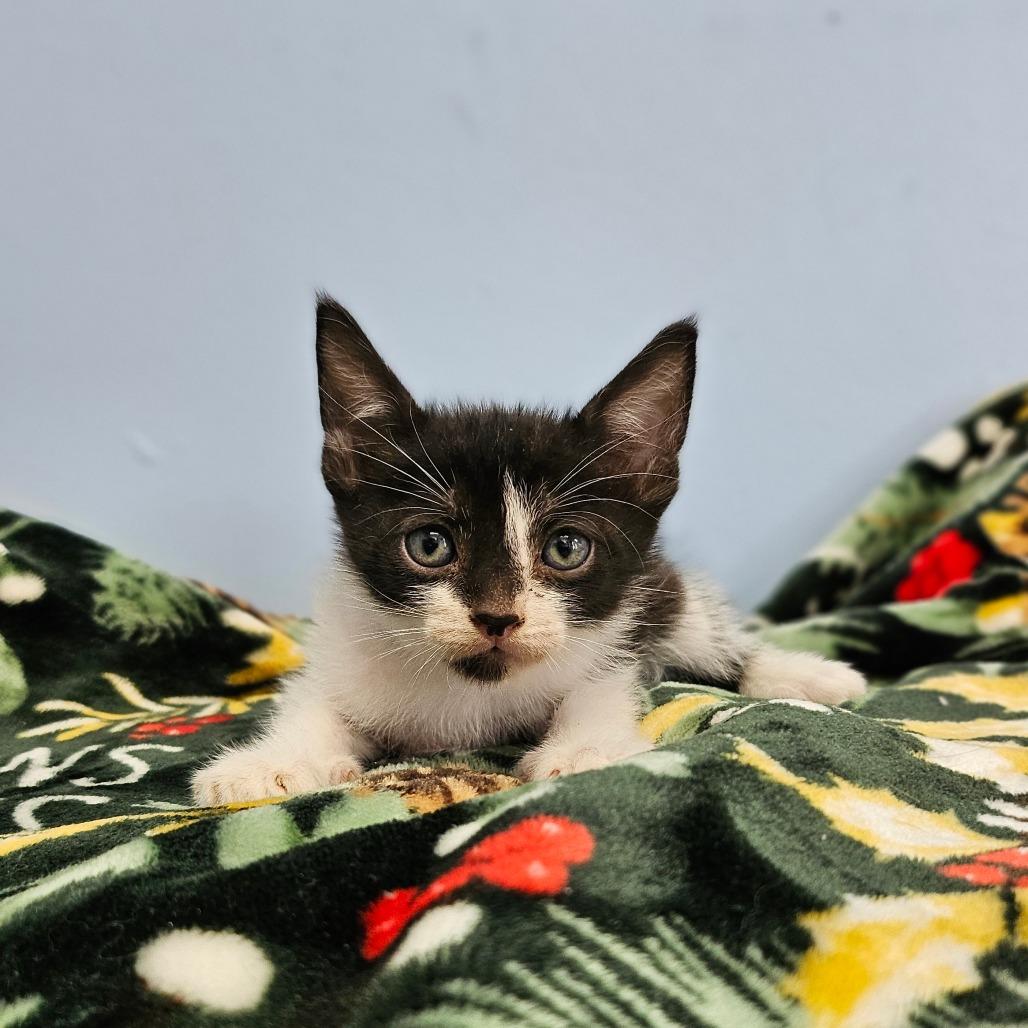 Limp Bizkit, Adoptable, Kitten Male Domestic Medium Hair.