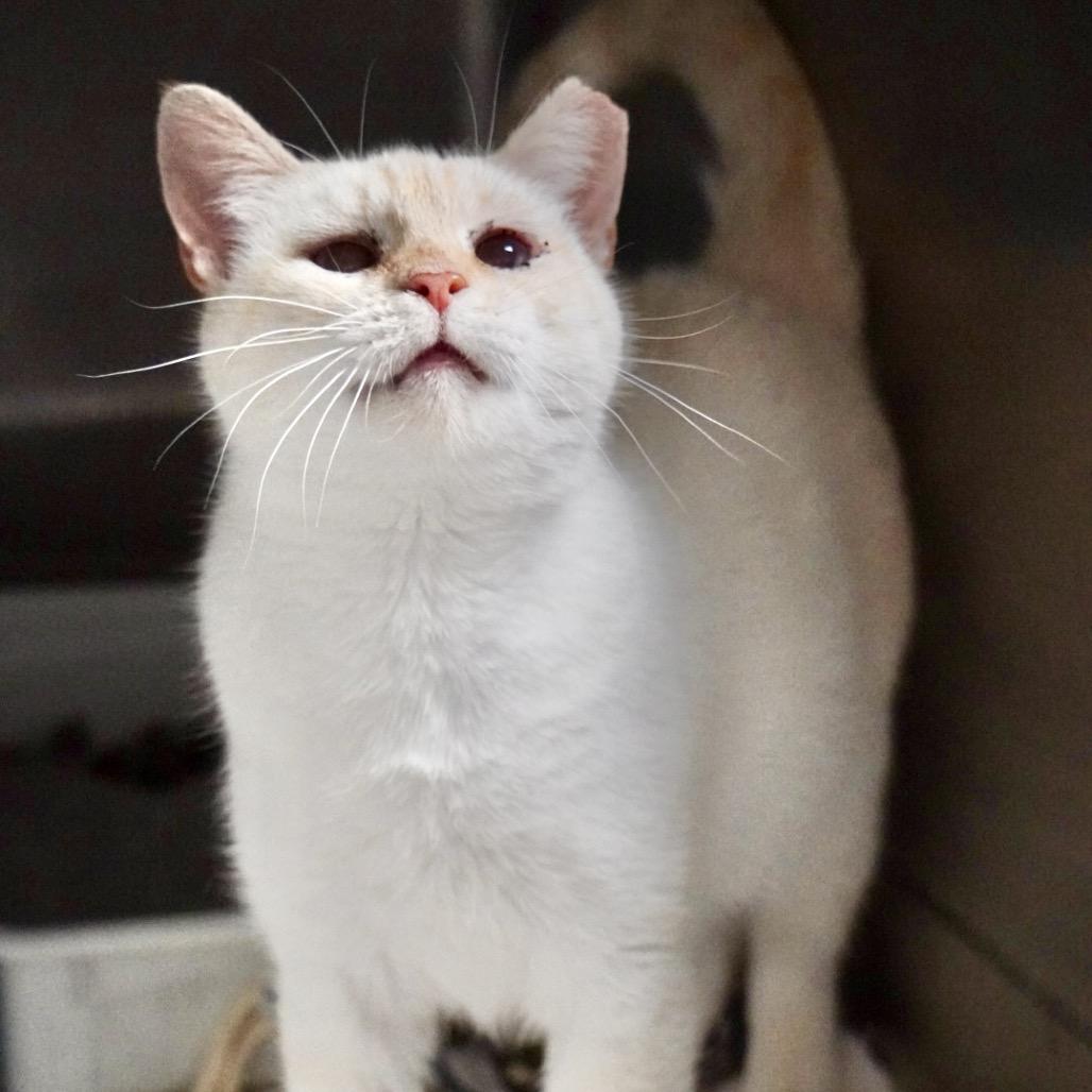 Honey, a Adoptable Siamese in Evensville, TN image 1/4