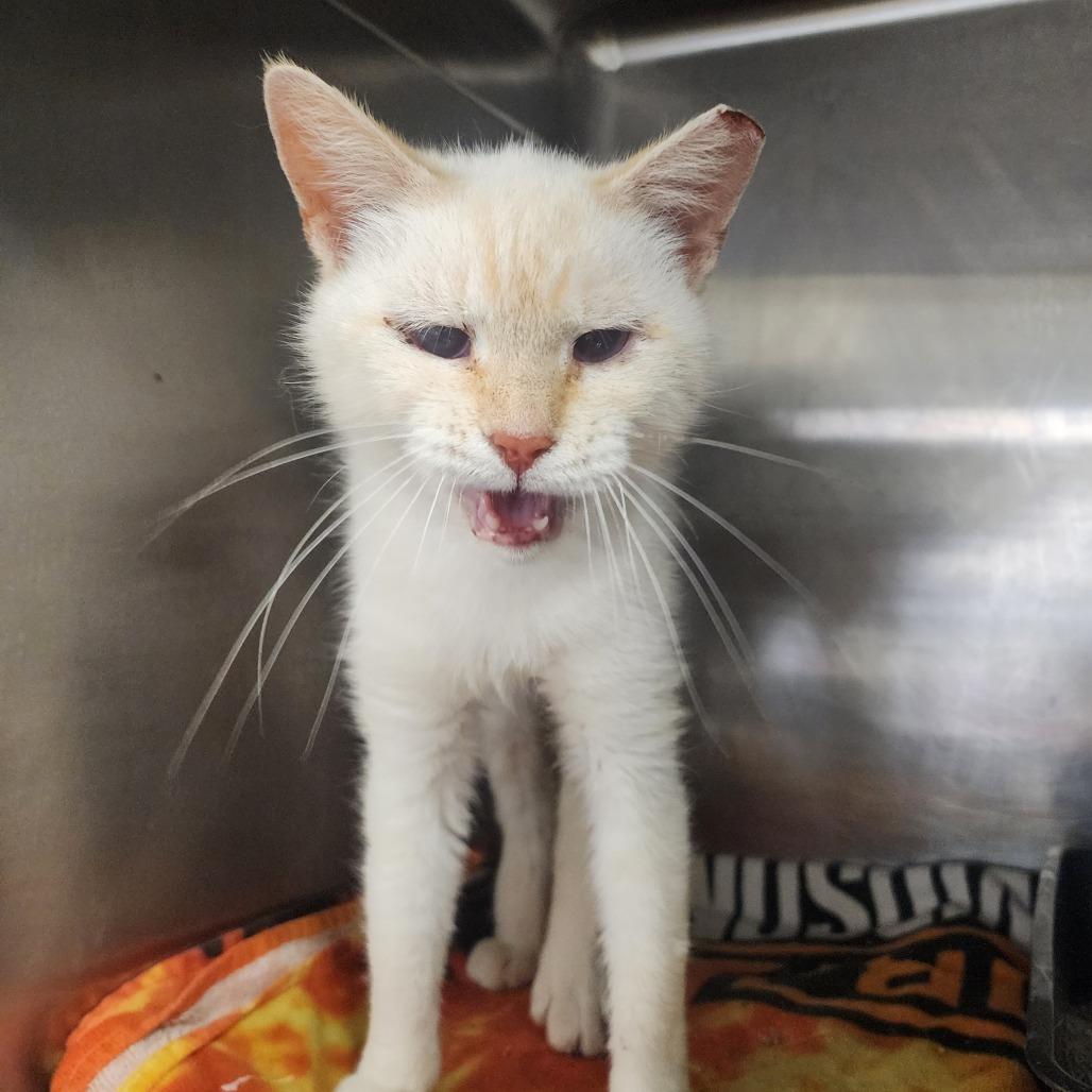 Honey, a Adoptable Siamese in Evensville, TN image 2/4